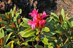Rhododendron feruginaeum erste Blüte nach 15 Jahren !!!
