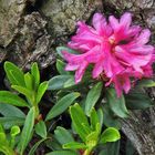 Rhododendron  feruginaeum - rostrote  Alpenrose