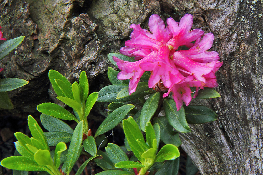 Rhododendron  feruginaeum - rostrote  Alpenrose