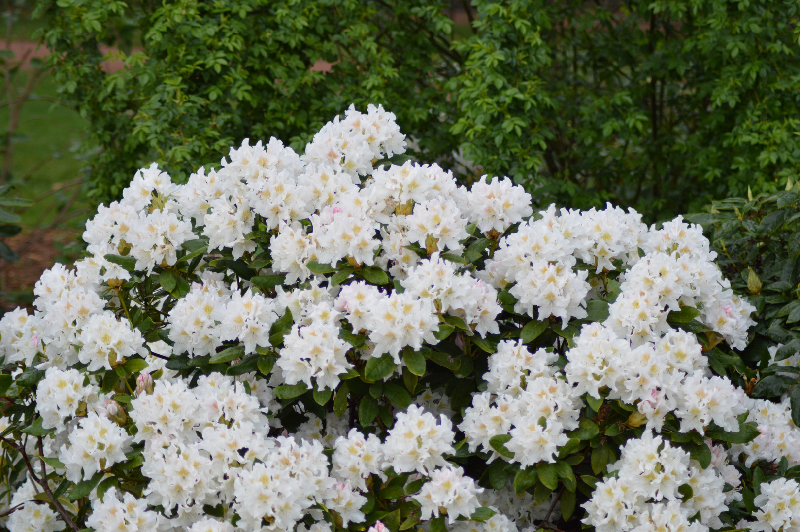 Rhododendron