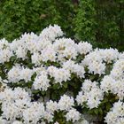 Rhododendron