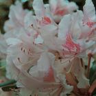 Rhododendron