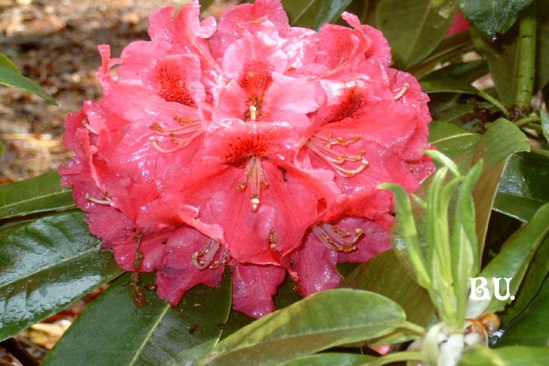 Rhododendron 'Floriade'