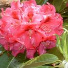 Rhododendron 'Floriade'