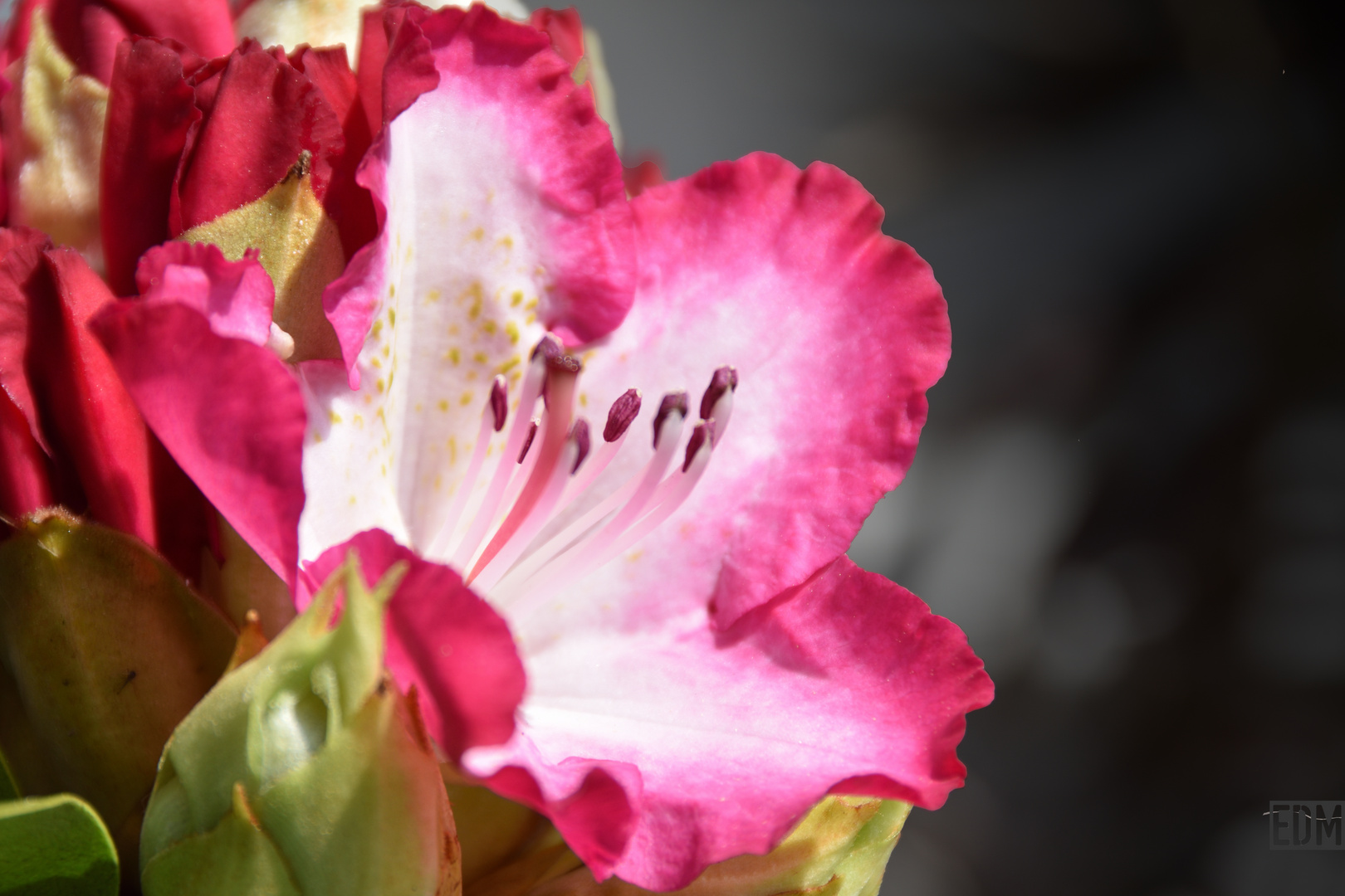 Rhododendron flower