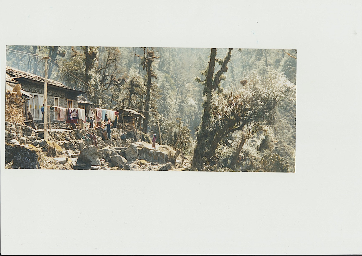 rhododendron forest Nepal  year 2000 with Klaus Heitz