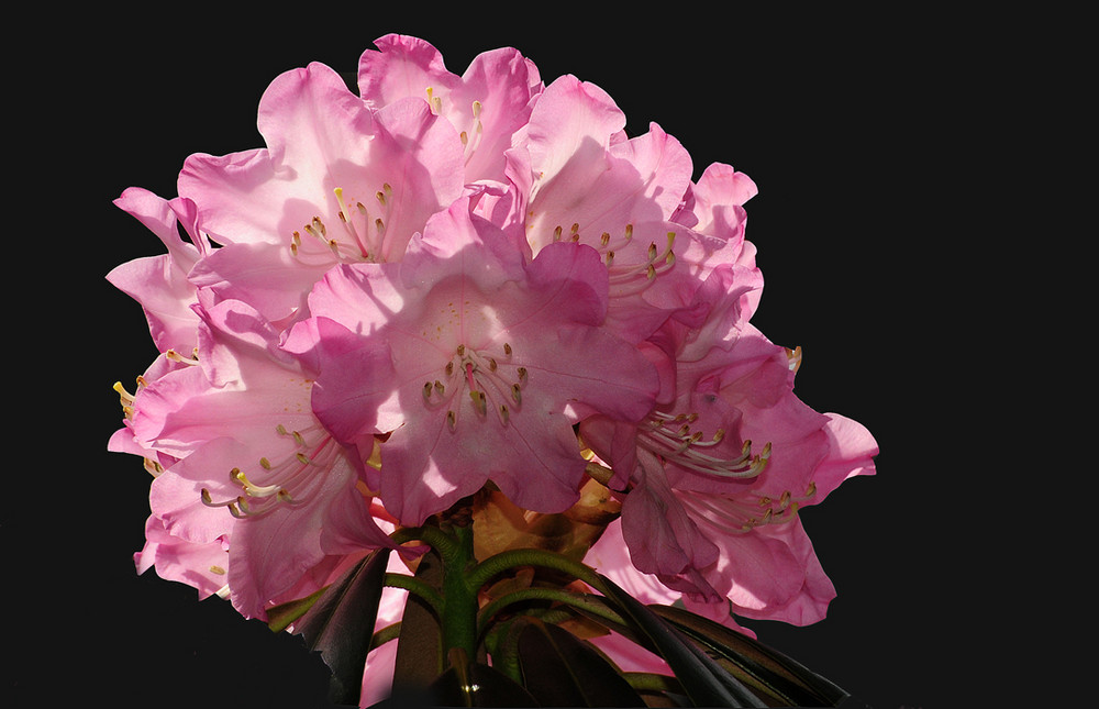 RHODODENDRON FREIGESTELLT