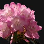 RHODODENDRON FREIGESTELLT