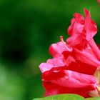 Rhododendron "Fruchtknoten" ragt weit aus der Blüte heraus...