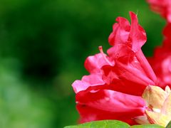 Rhododendron "Fruchtknoten" ragt weit aus der Blüte heraus...