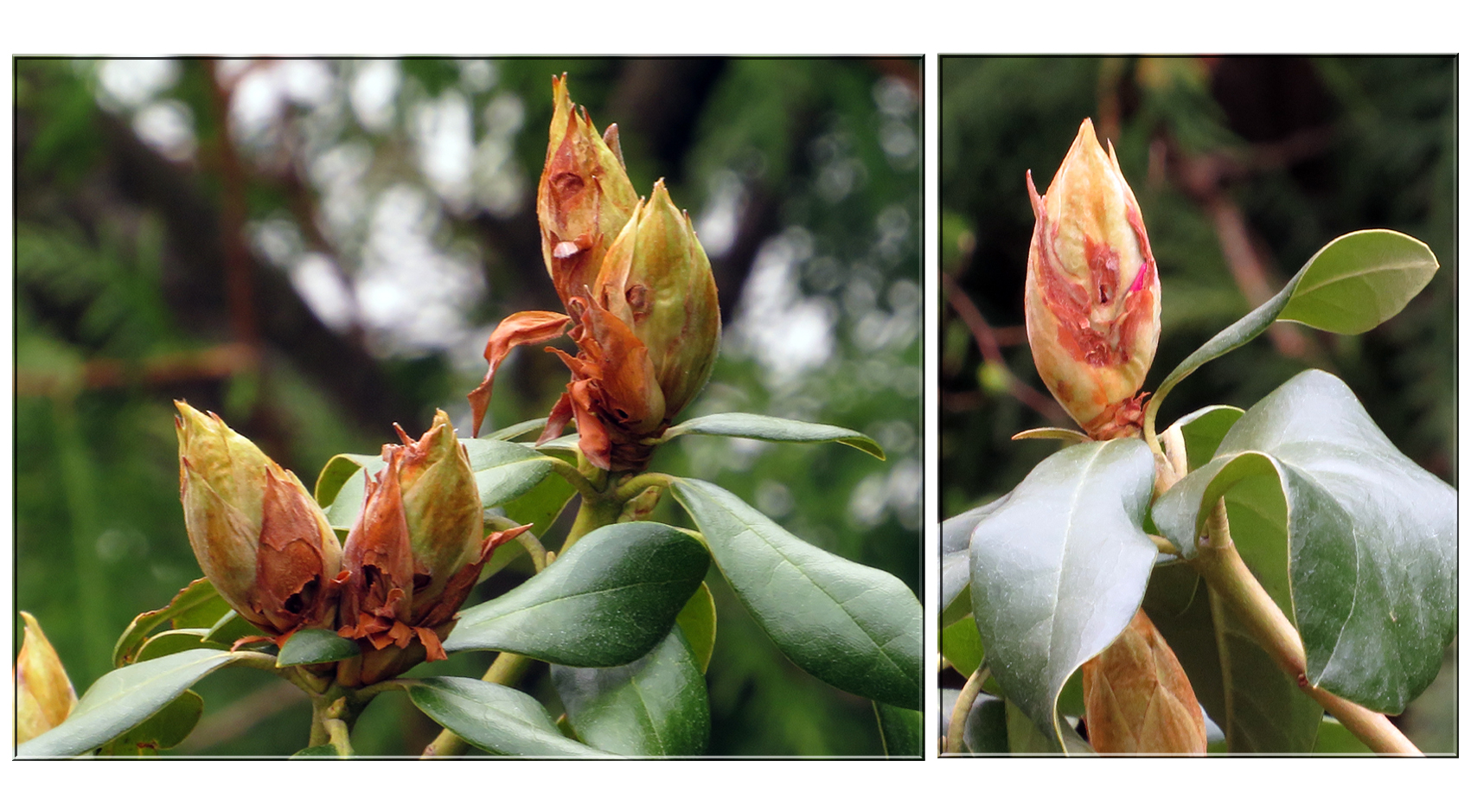 Rhododendron-Frühling