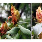 Rhododendron-Frühling