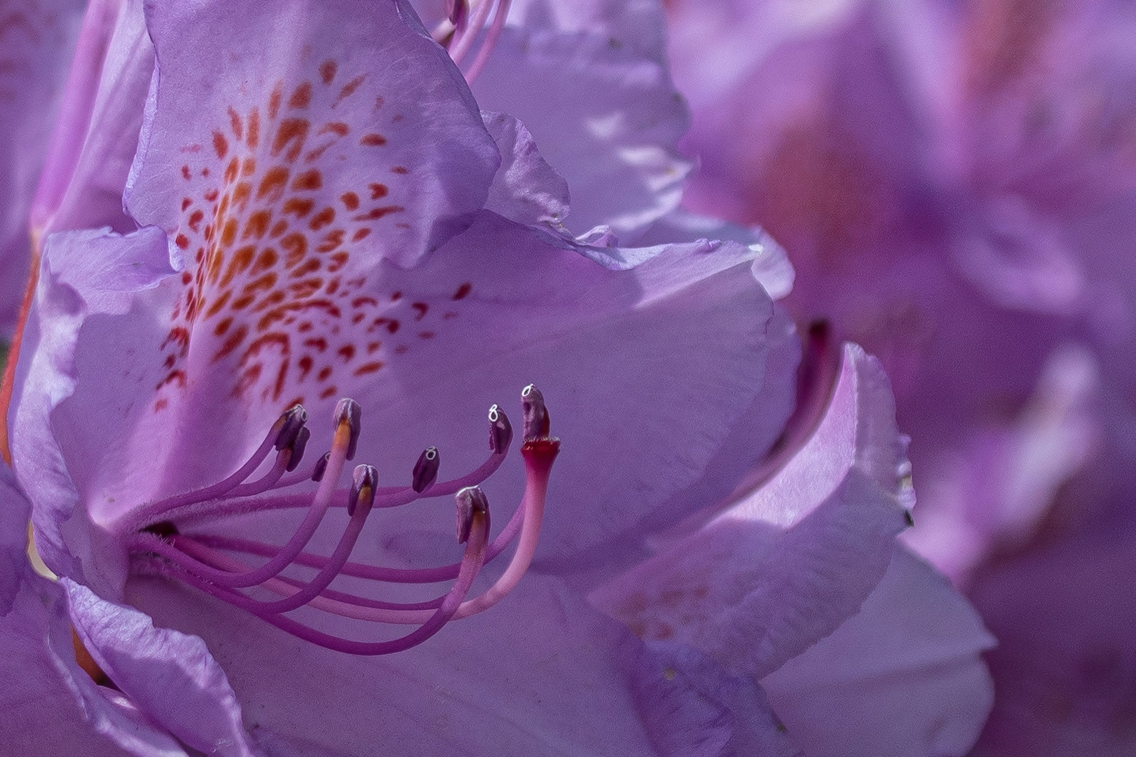 Rhododendron ganz nah