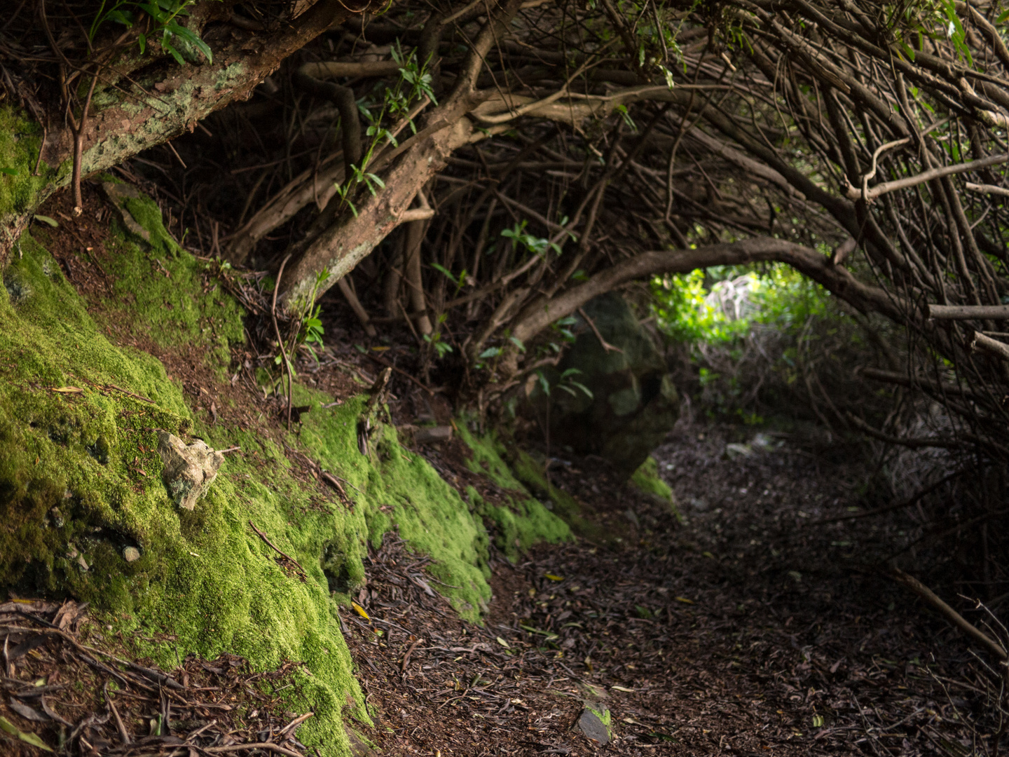 Rhododendron Garden in Howth