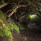 Rhododendron Garden in Howth