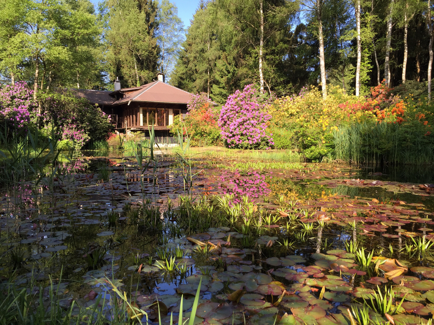 Rhododendron garten