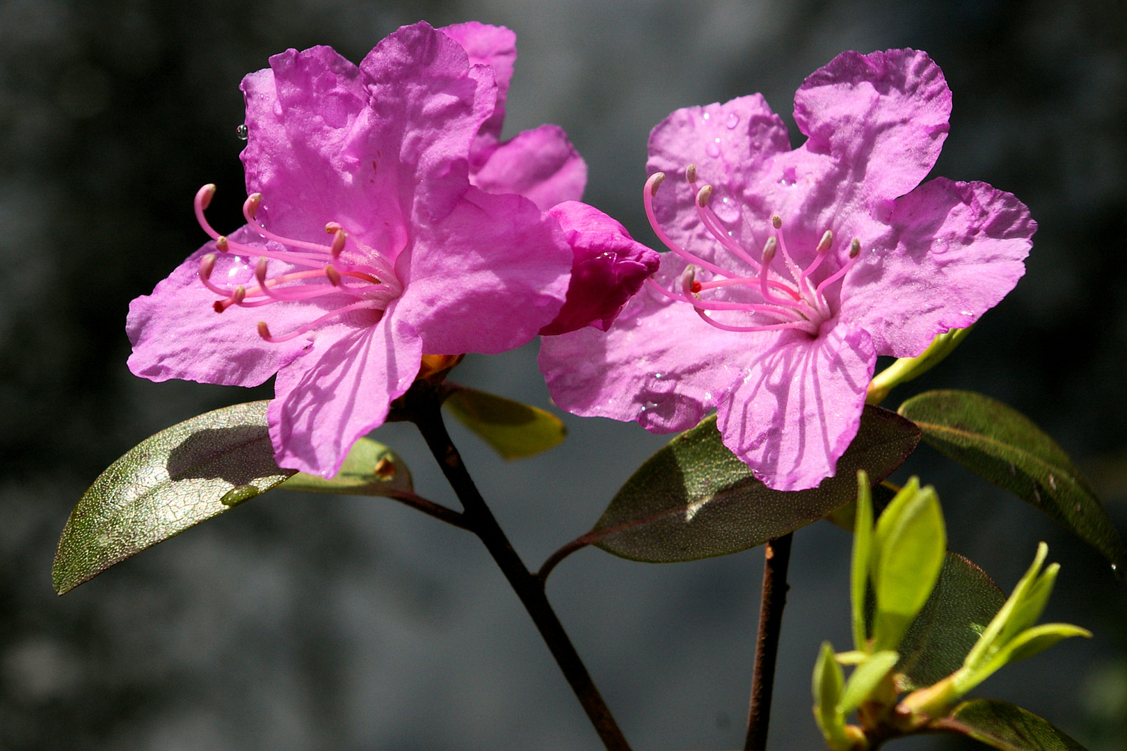 Rhododendron / Gartenazalee  - Blüten nach dem Regen