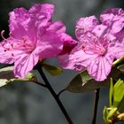 Rhododendron / Gartenazalee  - Blüten nach dem Regen