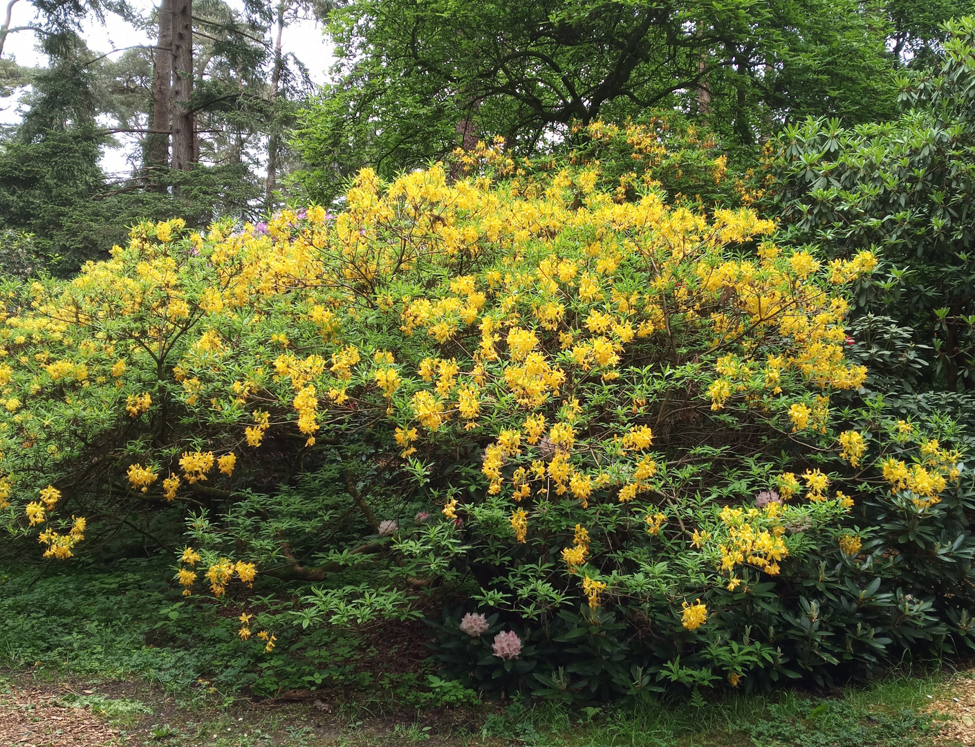 Rhododendron gelb ..