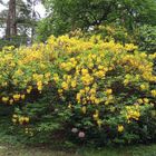 Rhododendron gelb ..