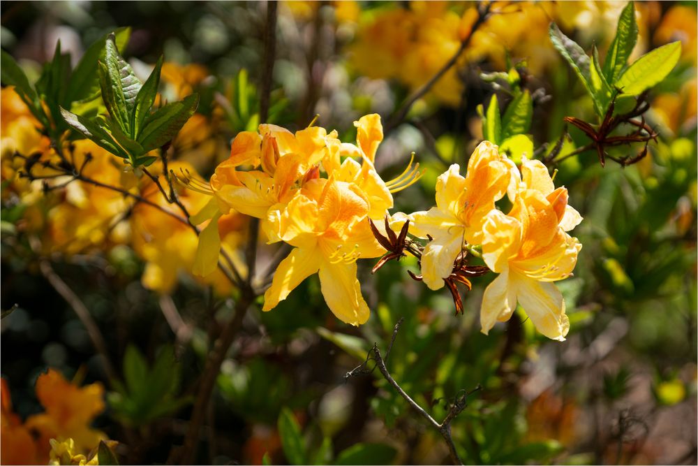 Rhododendron gelb Foto & Bild pflanzen, pilze & flechten, sträucher