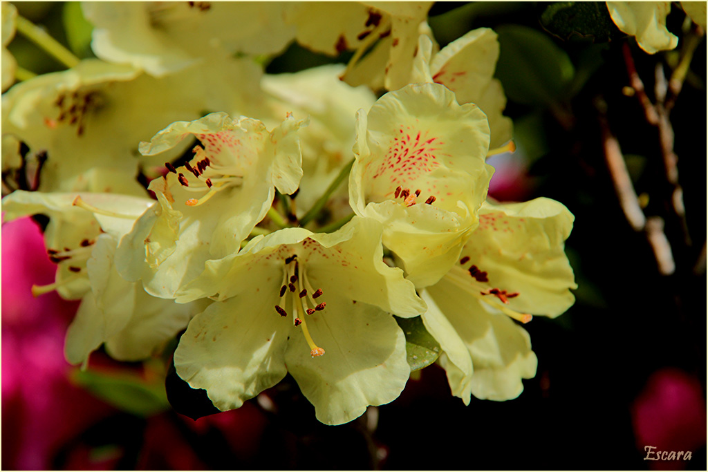 Rhododendron - gelb