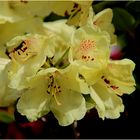 Rhododendron - gelb