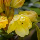 Rhododendron "Goldinetta"