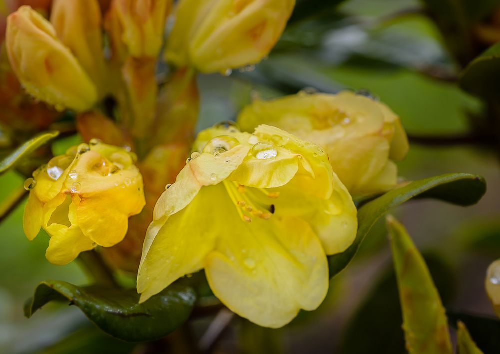 Rhododendron "Goldinetta"