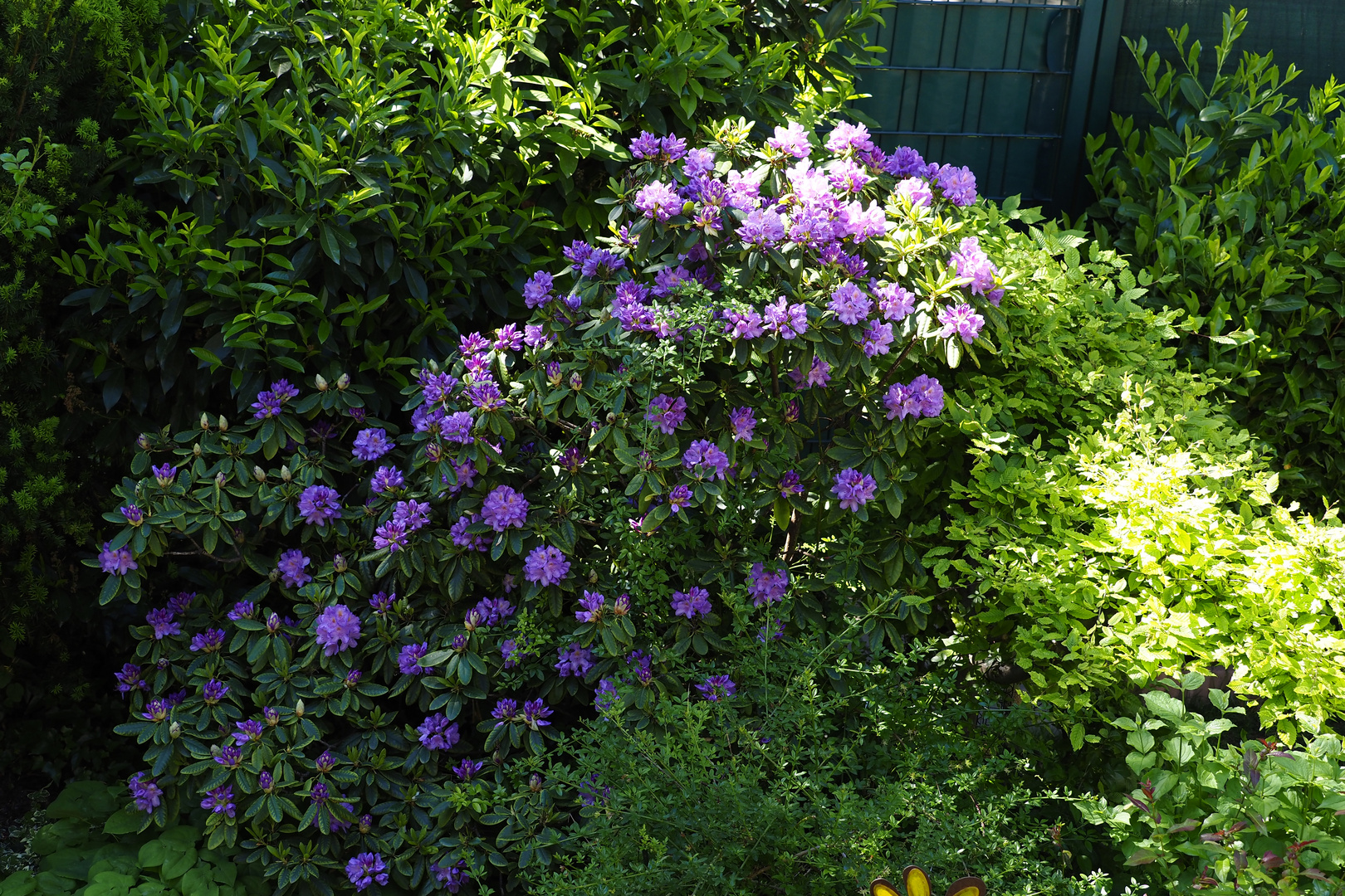 Rhododendron gut komplett im eigenen Garten