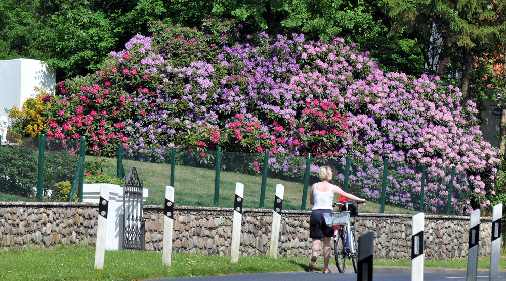 rhododendron hecke in der burger waldstrasse Foto & Bild pflanzen