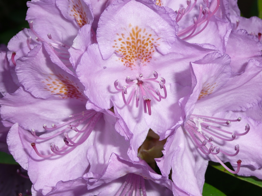 Rhododendron, hier einmal in zartestem volett