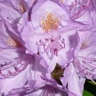 Rhododendron, hier einmal in zartestem volett