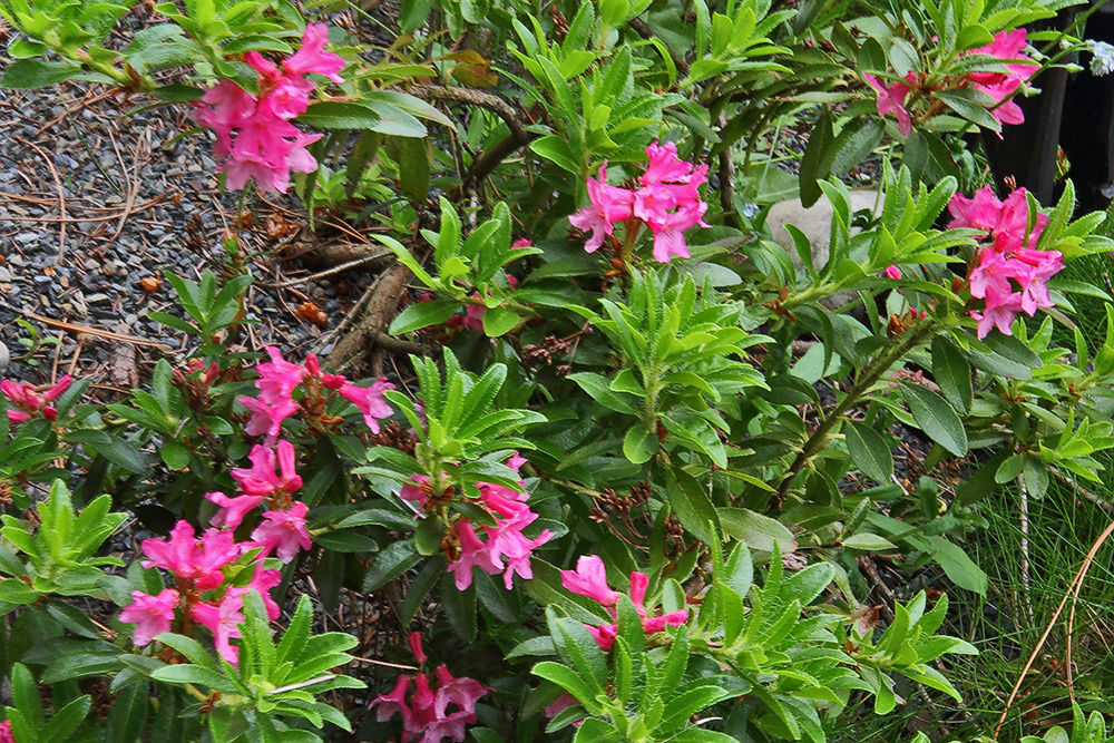 Rhododendron hirsutum