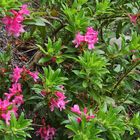 Rhododendron hirsutum