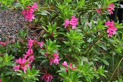 Rhododendron hirsutum