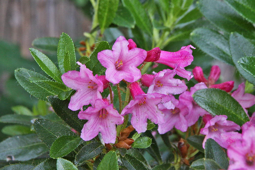 Rhododendron hirsutum Bewimperte Alpenrose