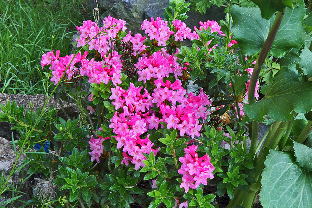 Rhododendron hirsutum - bewimperte Alpenrose