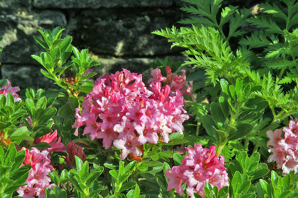 Rhododendron hirsutum - Bewimperte Alpenrose im Alpinum und allen einen schönen Sonntag