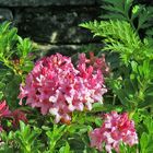 Rhododendron hirsutum - Bewimperte Alpenrose im Alpinum und allen einen schönen Sonntag