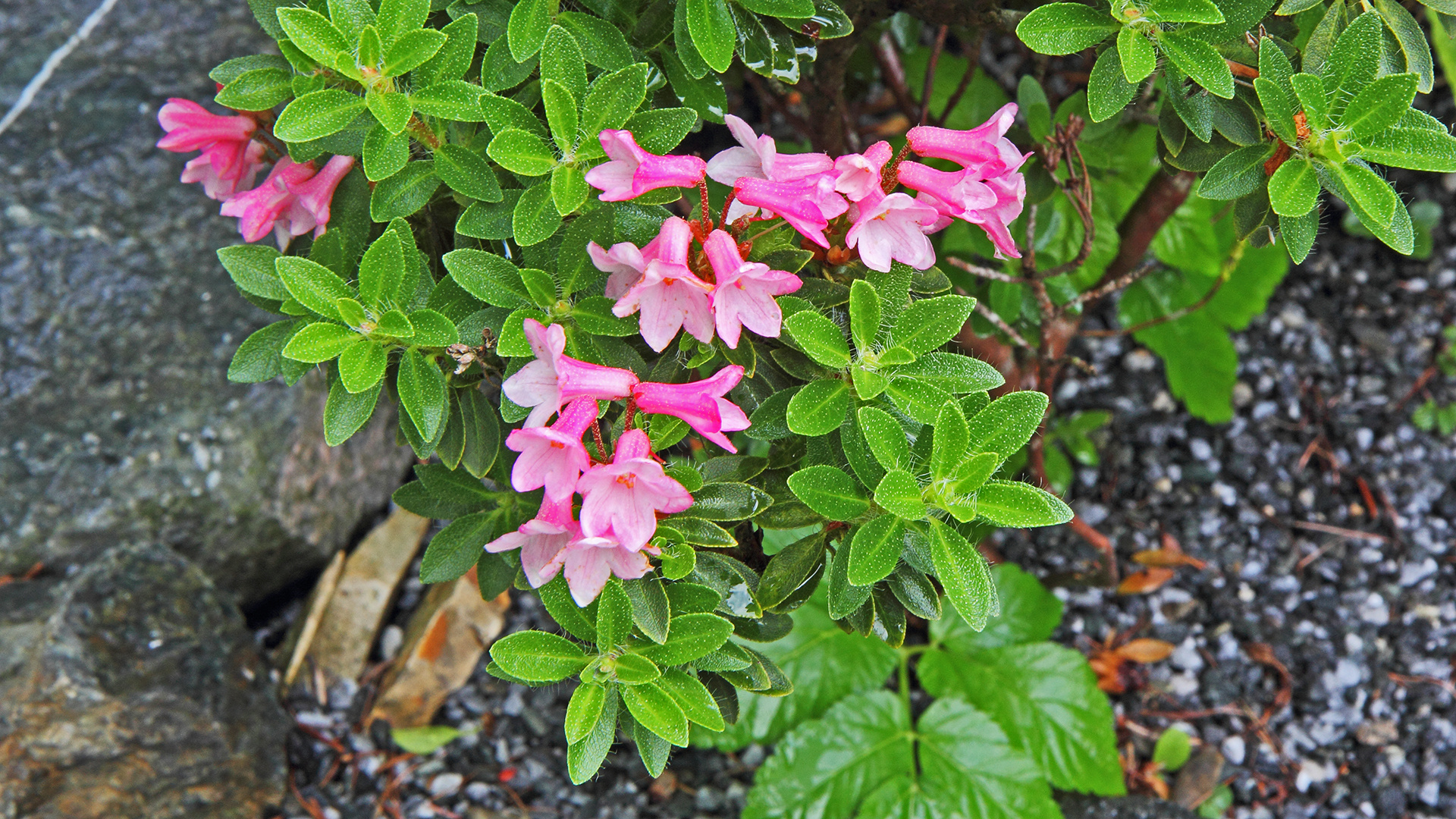 Rhododendron hirsutum, die Bewimperte Alpenrose...