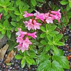 Rhododendron hirsutum, die Bewimperte Alpenrose...