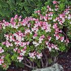 Rhododendron hirsutum die "Bewimperte Alpenrose"...