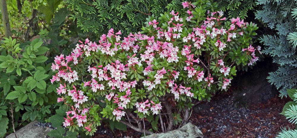 Rhododendron hirsutum die "Bewimperte Alpenrose"...