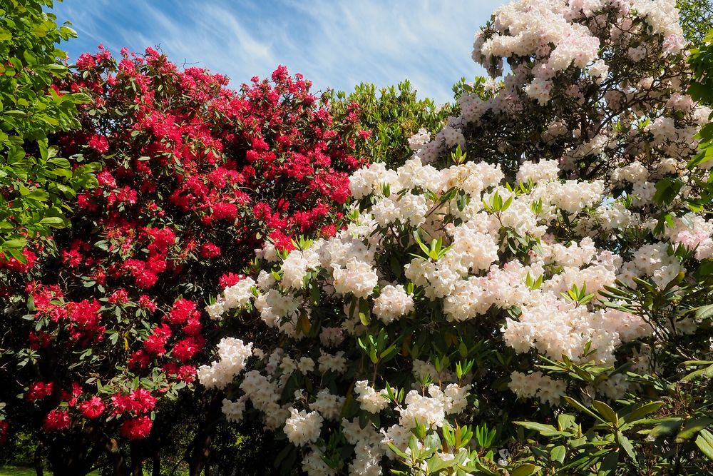 Rhododendron hoch gewachsen in England