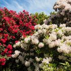 Rhododendron hoch gewachsen in England