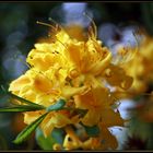 Rhododendron I