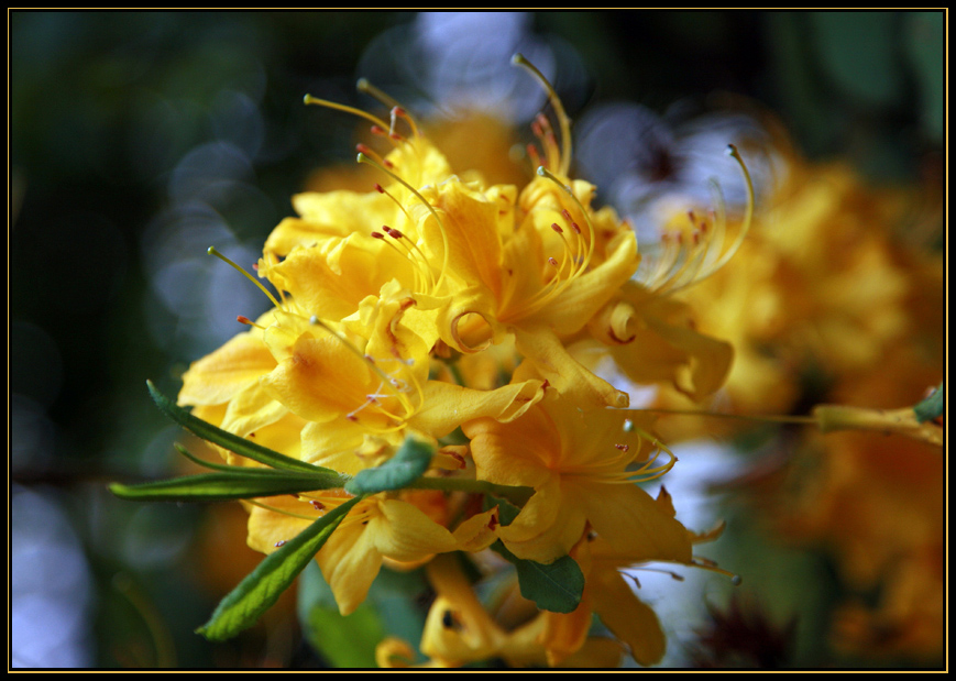 Rhododendron I