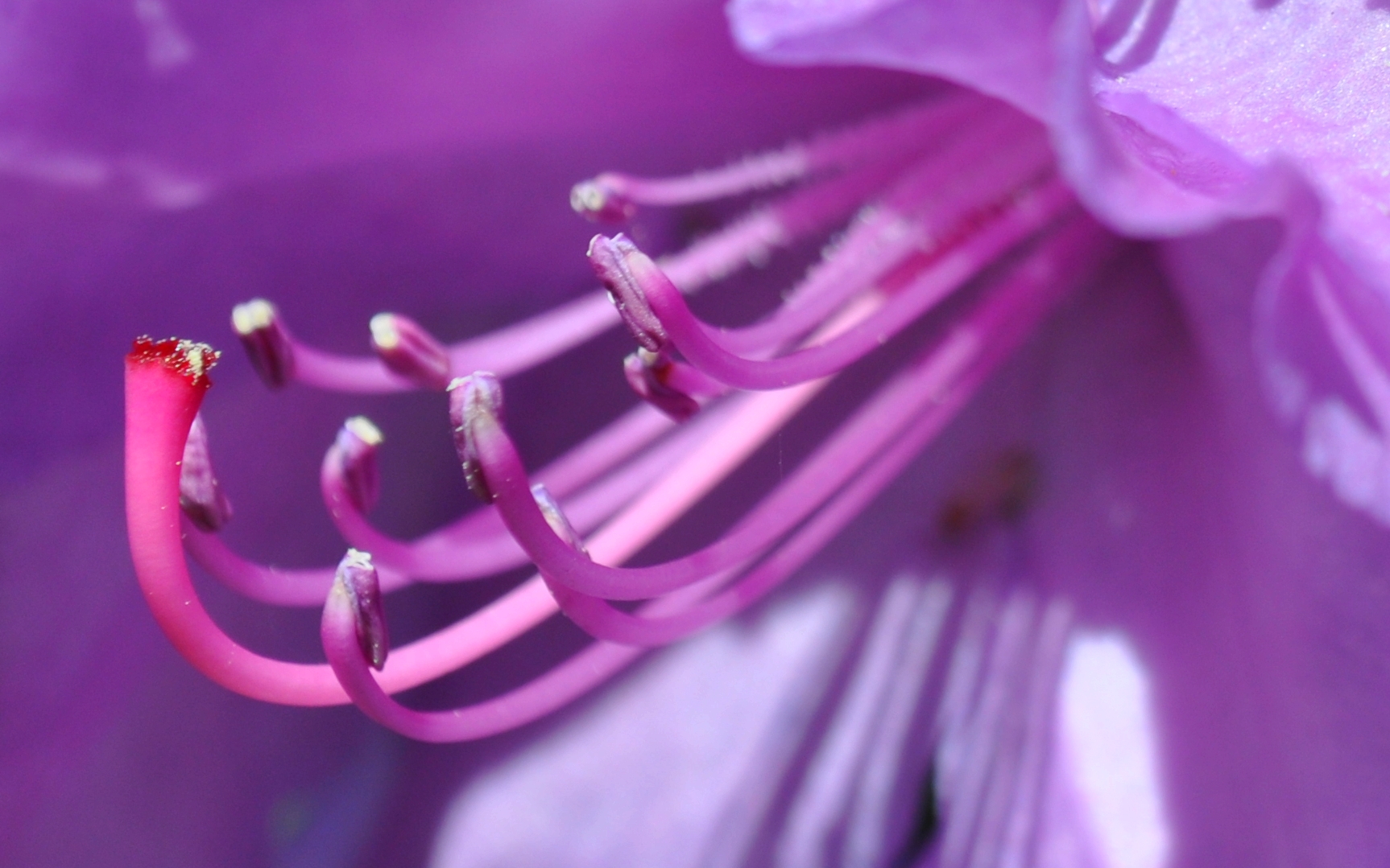 Rhododendron I