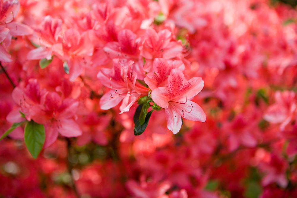 / Rhododendron II /